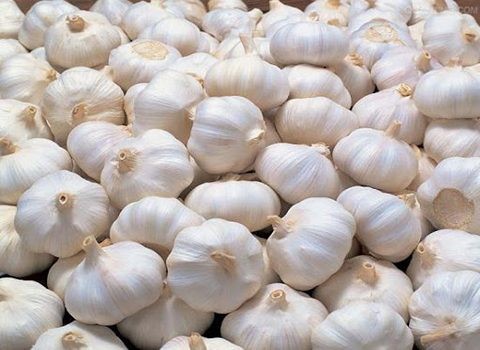 تصویر 2 از قیمت خرید سیر همدان عمده + فروش ویژه